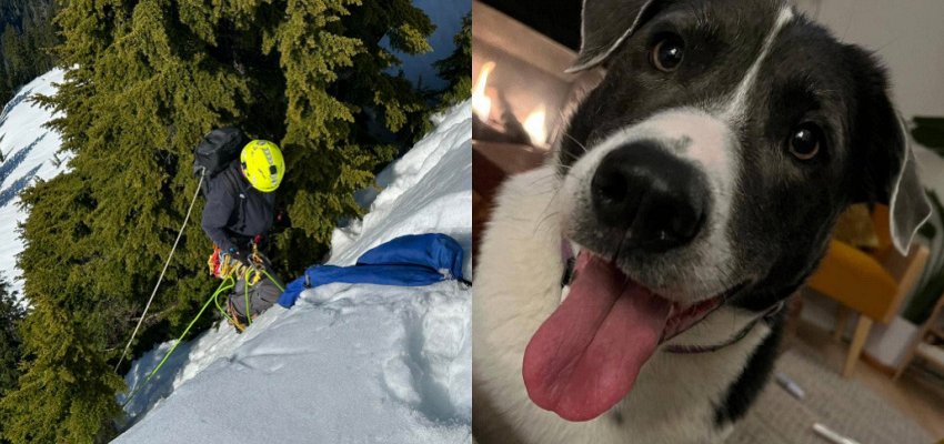 Dog who went missing in North Shore mountains Monday spotted alive, still on the run
