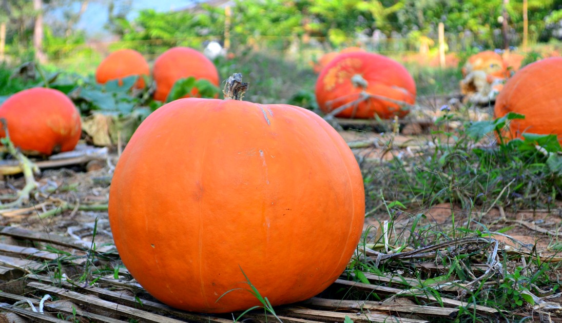 Pumpkin Patch Near Kamloops Real Estate