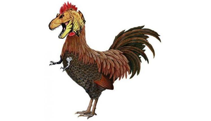 t rex evolved into chicken