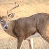 Police warn pet owners to be cautious around deer after dog killed