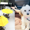 The Okanagan's newest wine tasting patio is big, beautiful and dog-friendly