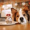 Doggie cafe and canine social club to open Wednesday in downtown Kelowna