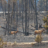 Why are Canada’s parks so primed to burn?