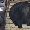 'Well-fed' bear breaks into BC home