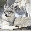 Wolf transfer from BC to Colorado complete, but state wildlife staff 'threatened'