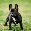 BC dog breeder convicted of animal cruelty after denying care for critically ill French bulldog