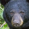 Bear attacks 'elderly' woman in BC after apparently trying to break into her garage
