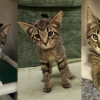 7 kittens and dozens of cats rescued from seemingly abandoned home in BC