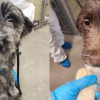 11 Labradoodle puppies surrendered to BC SCPA before Christmas