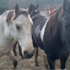 Horses on BC highway once again top of drivers' minds