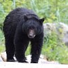 ‘Significant damage’: Bear breaks into BC Interior home through locked door, police say