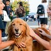 Campus therapy dogs don't just reduce stress, they also combat loneliness: UBCO study