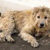 New downtown Kelowna vet giving free care and bathing for homeless community’s pets today