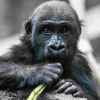 Young gorilla dies after being hurt during move at Calgary zoo