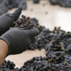 Migrant worker group tells of complaints about Okanagan winery in foreign worker ban