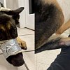 Dog surrendered to BC SPCA Kelowna with sock and duct tape muzzle has tail amputated