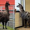 8 ‘fearful’ llamas, including 4-month-old baby, rescued from BC property