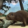 Latest scale aims to weigh if chubby endangered BC marmots have more babies