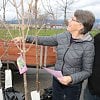 Tree-purchasing programs return for spring editions in Kelowna and West Kelowna