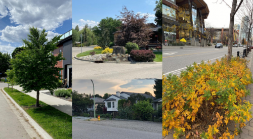 City of Kelowna reviewing new bylaw that could see tickets issued for boulevard, tree neglect